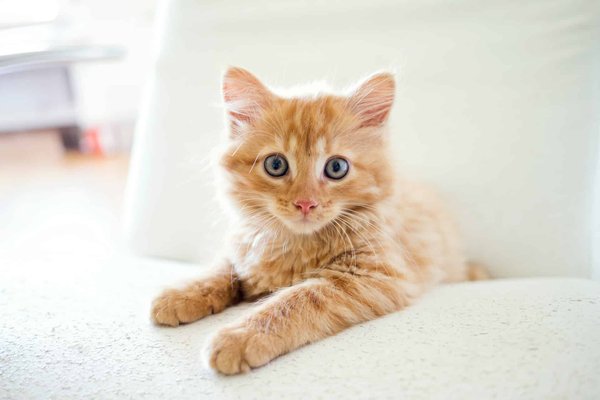 Can You Teach a Cat to Perform Agility Tasks, and If So, How?